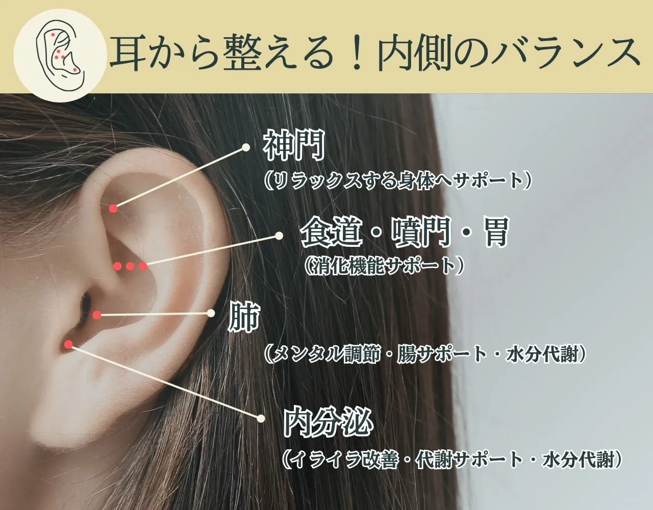 耳つぼの紹介